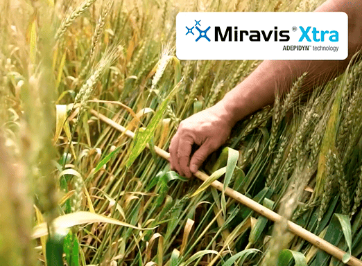 Sênio Prestes fala sobre Miravis Xtra e o resultado no campo