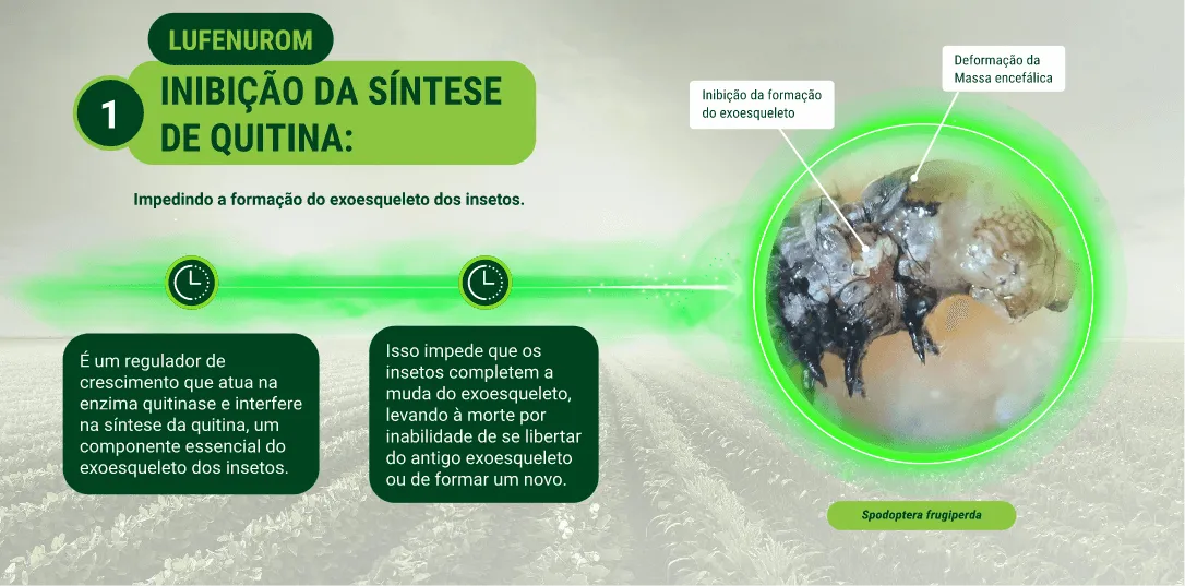 Posicionamento na cultura do milho