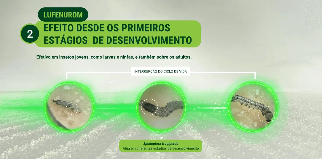 Posicionamento na cultura do milho