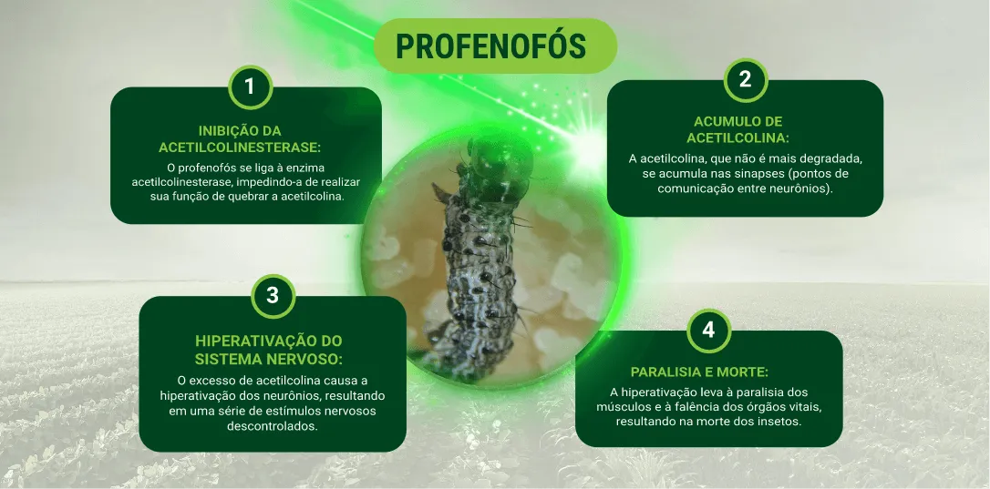 Posicionamento na cultura do milho