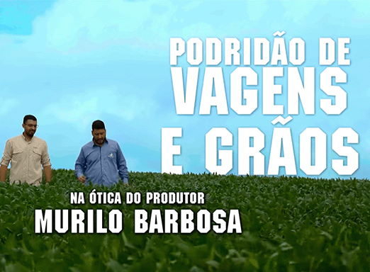 Podridão de Vagens e Grãos: ótica do produtor Murilo Barbosa