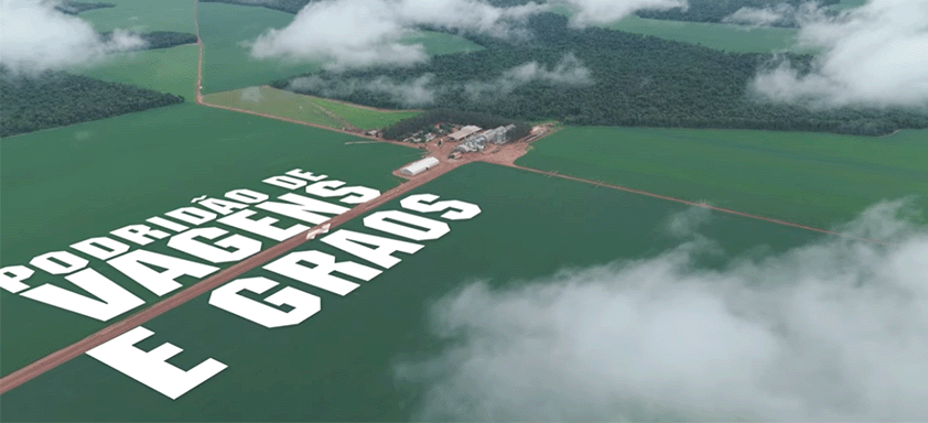 Ep. 2 | Podridão de Vagens e Grãos: ótica do produtor - Wilson Jala