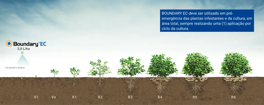 Posicionamento Boundary Amendoim