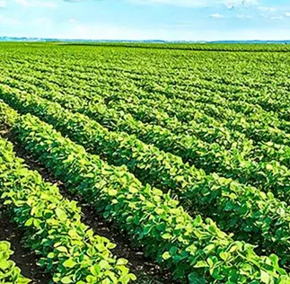 Plataforma Acessa Agro