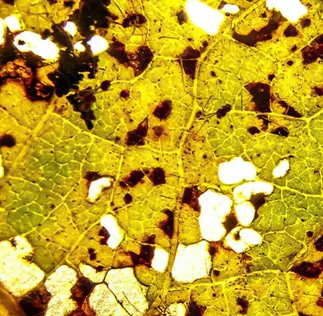 Plataforma Acessa Agro