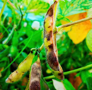 Plataforma Acessa Agro