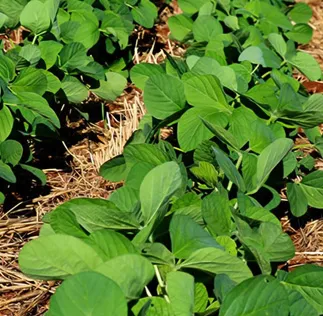 Plataforma Acessa Agro