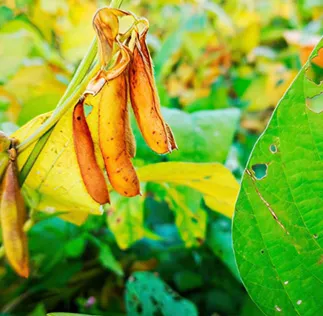 Plataforma Acessa Agro