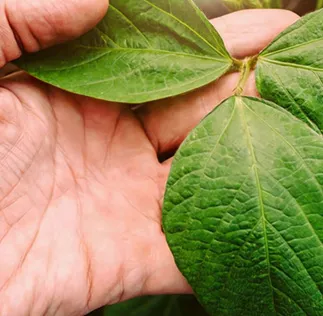 Plataforma Acessa Agro