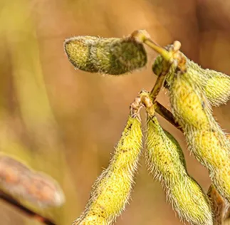 Plataforma Acessa Agro