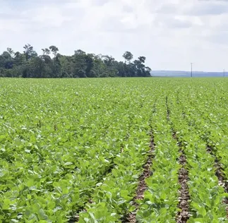 Plataforma Acessa Agro