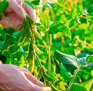 Plataforma Acessa Agro