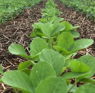 Plataforma Acessa Agro