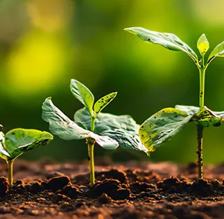 Plataforma Acessa Agro