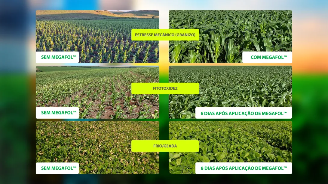 Posicionamento do produto na cultura do milho.