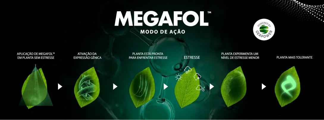 Posicionamento do produto na cultura do milho.