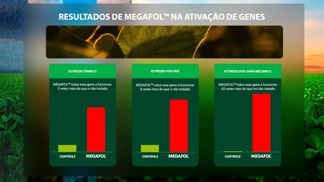 Posicionamento do produto na cultura do milho.