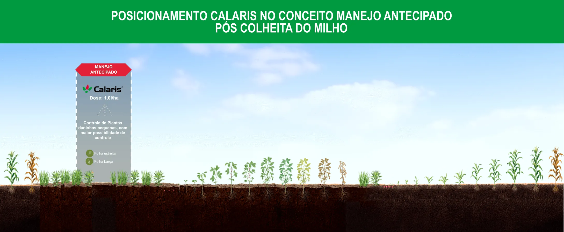 Benefícios do herbicida Calaris