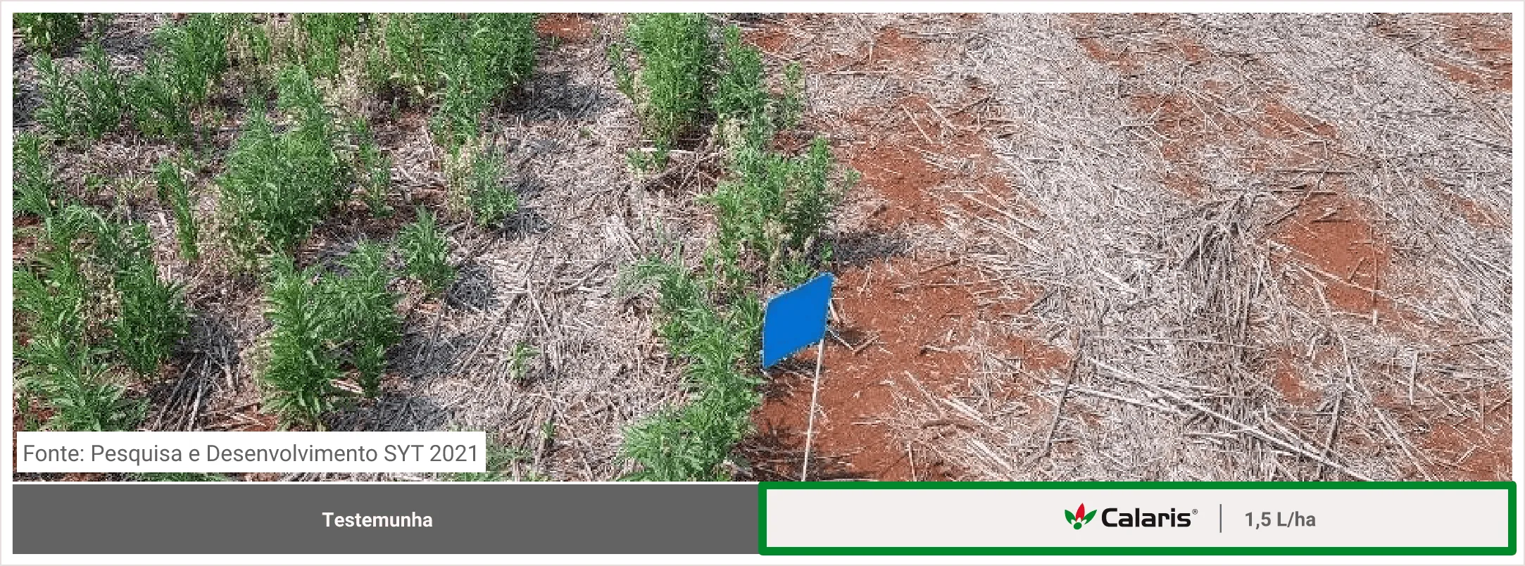 Posicionamento de Bravonil Top na cultura do feijão