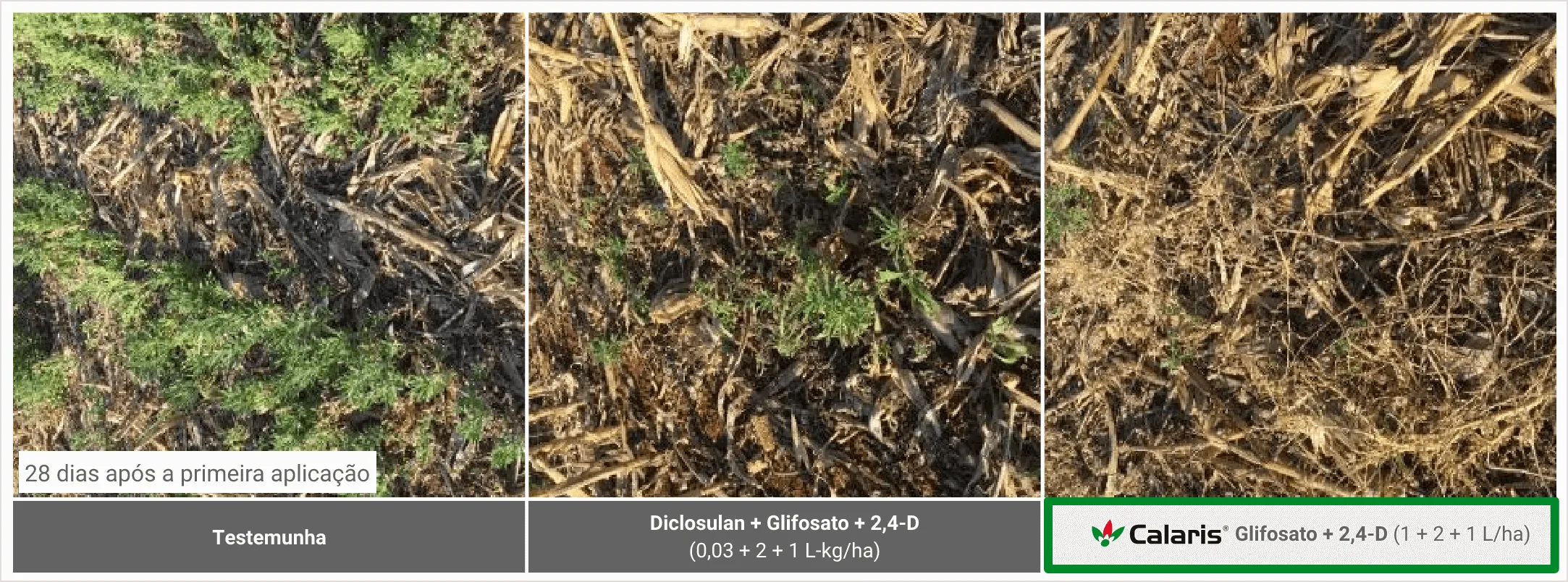 Posicionamento de Bravonil Top na cultura do feijão