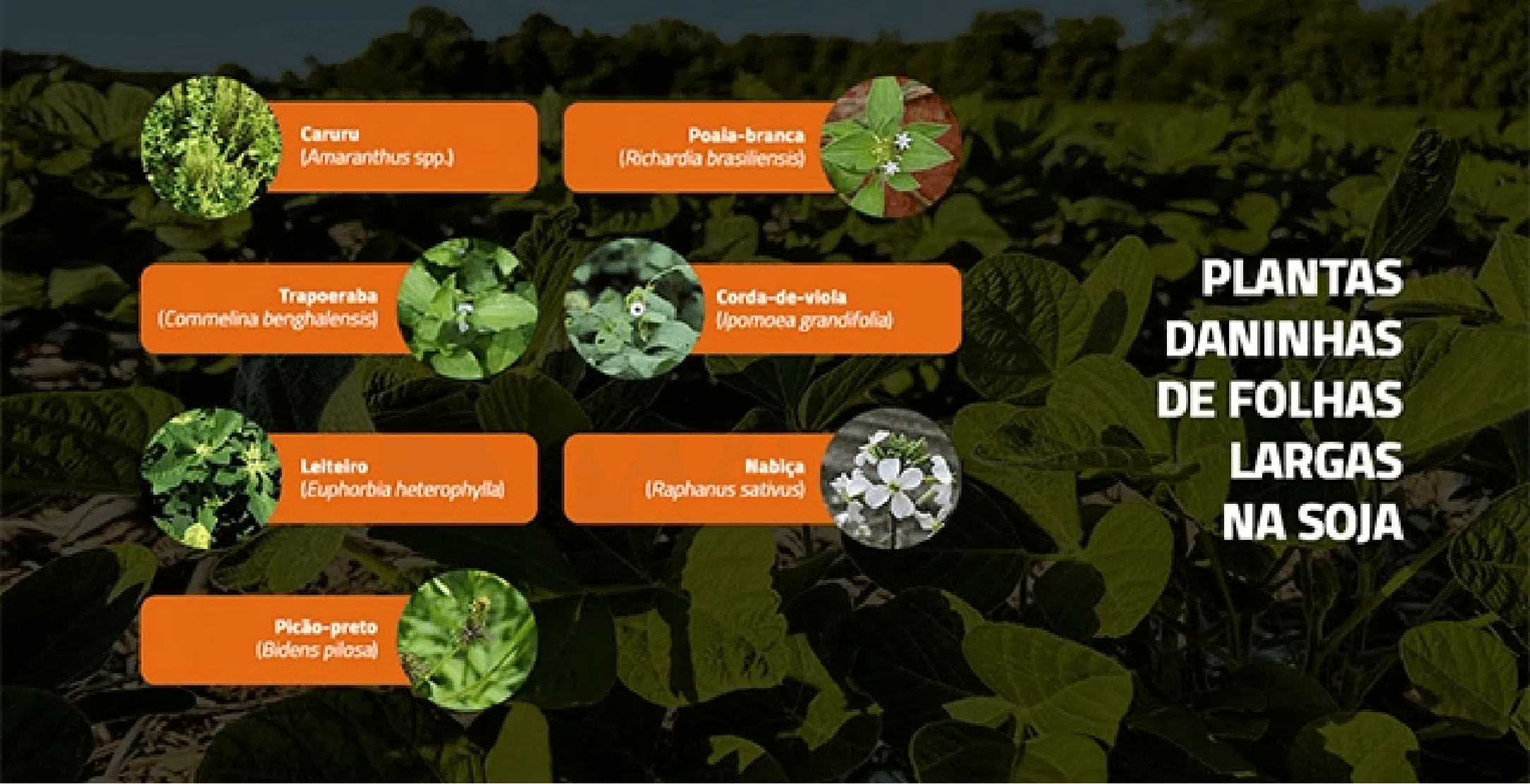 Antes de tudo, Elatus sempre