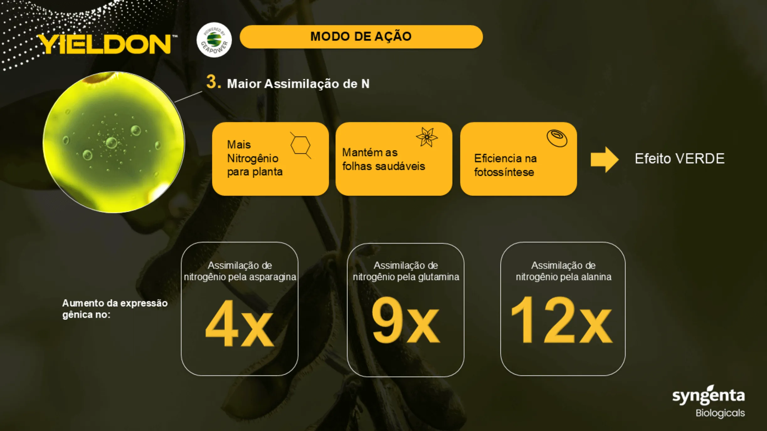 Posicionamento do produto na cultura do milho.