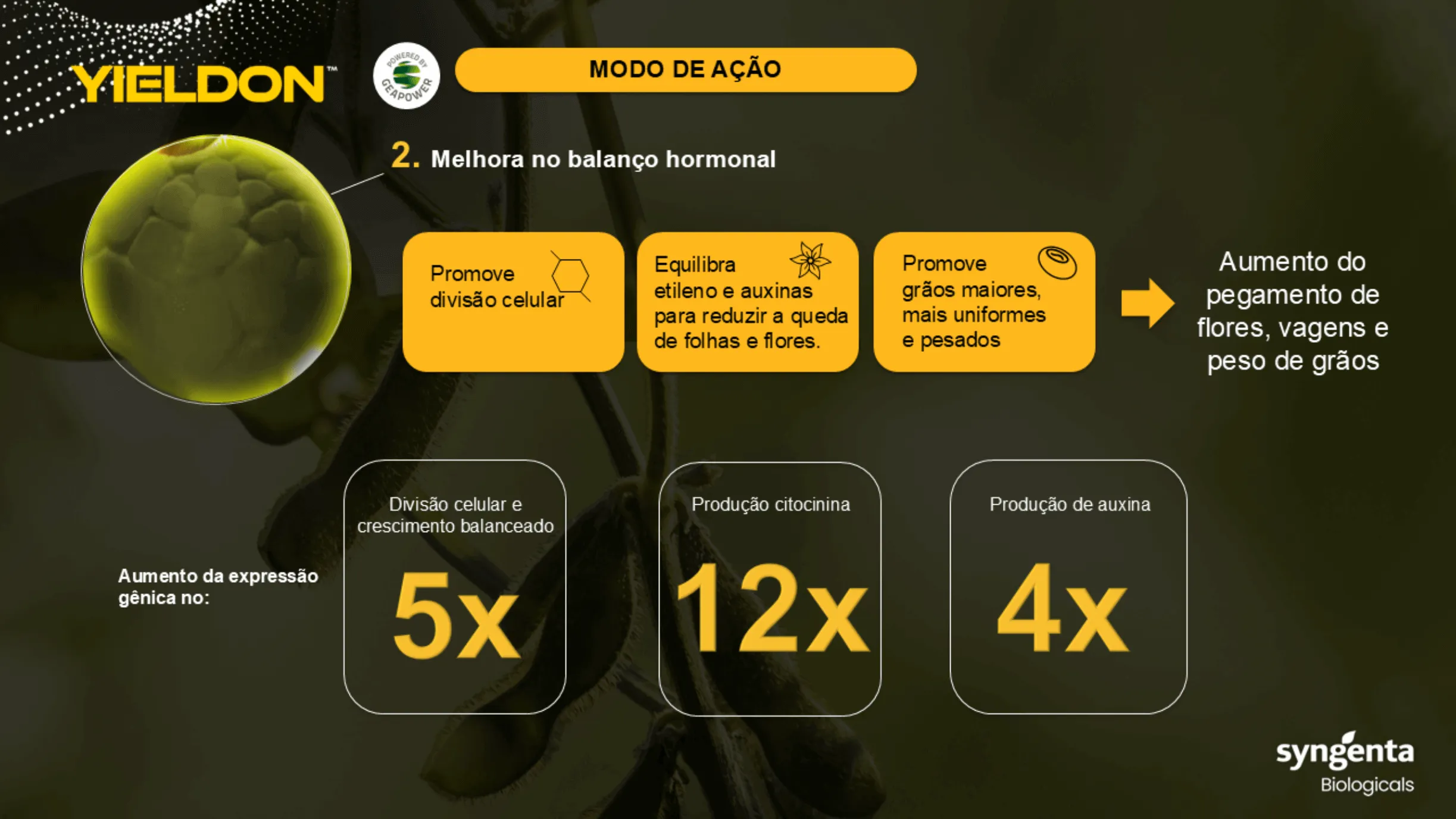 Posicionamento do produto na cultura do milho.