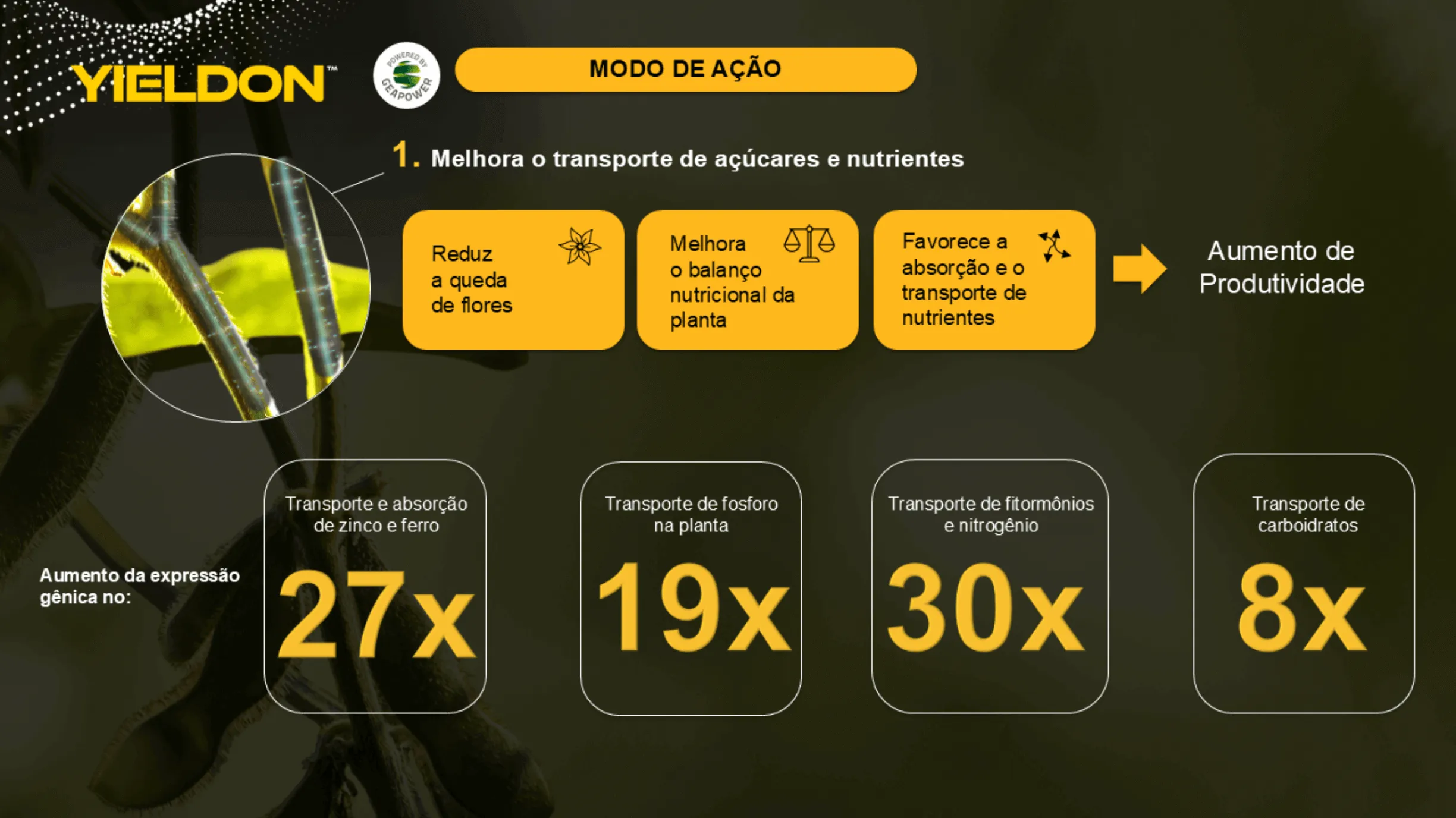 Posicionamento do produto na cultura do milho.