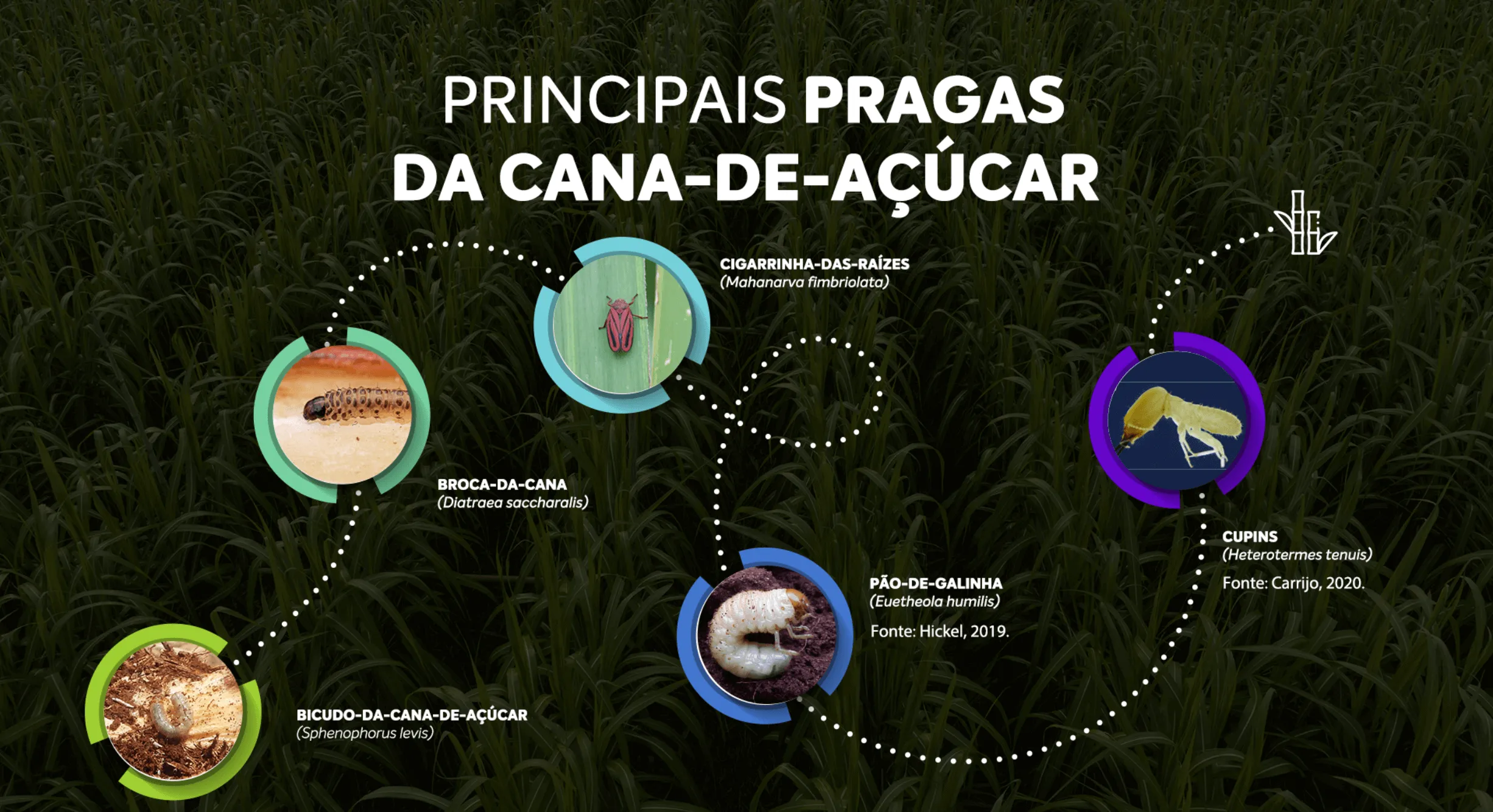 Posicionamento de Engeo Pleno S na cultura da cana