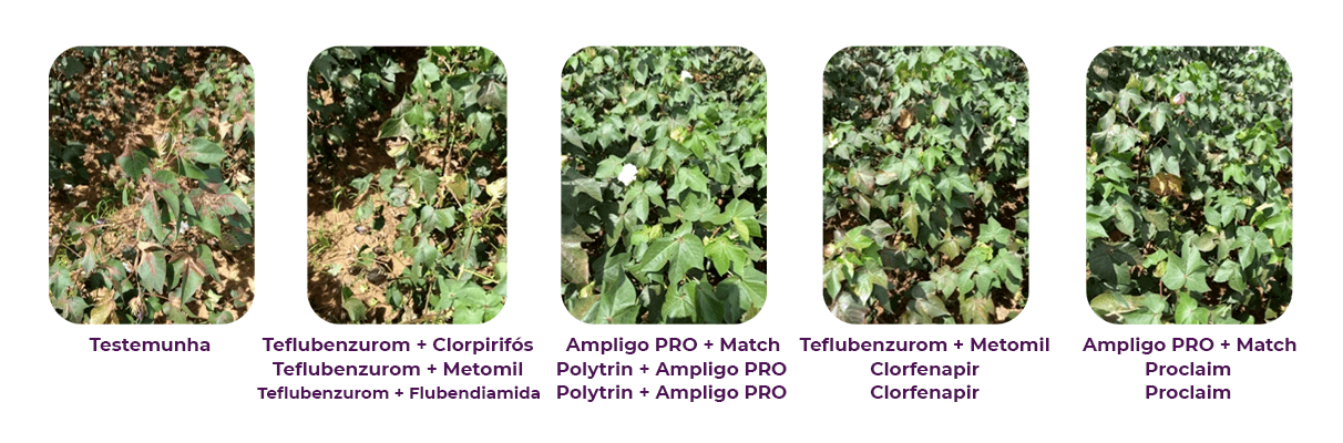 Controle de ácaros: Ensaio de campo (BA) - 7 dias após a 3ª aplicação.