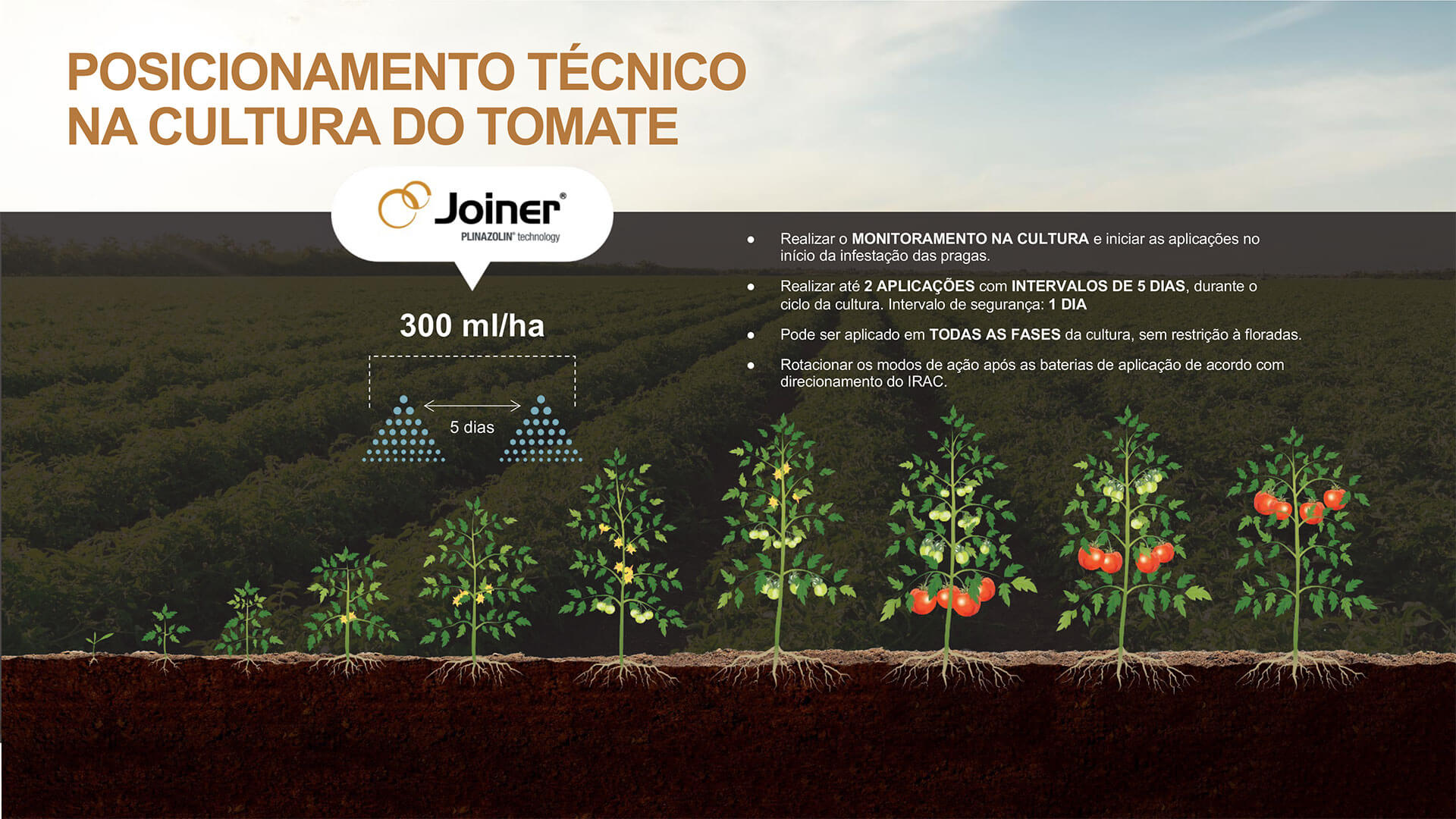 Posicionamento técnico na cultura do tomate