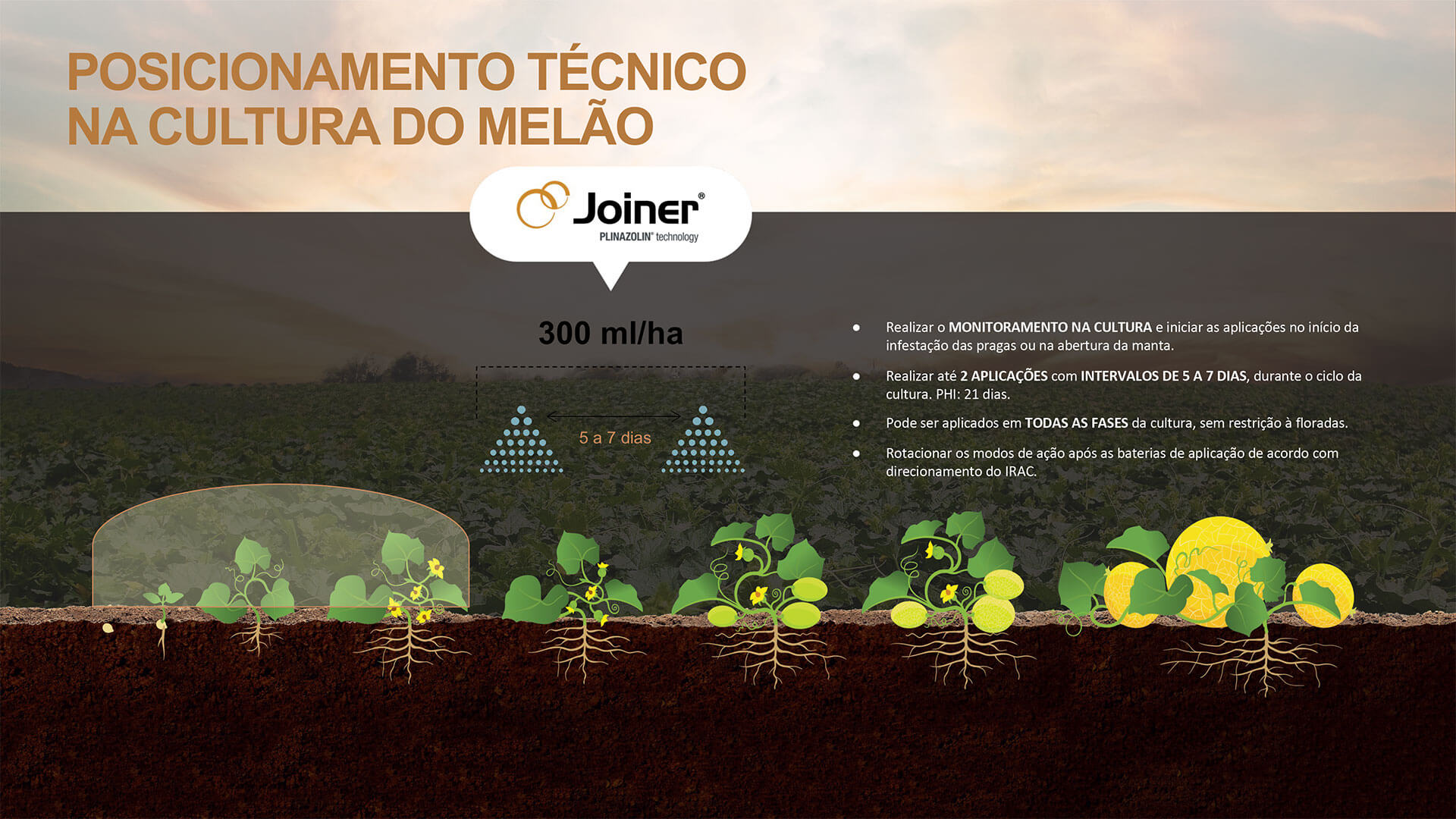 Posicionamento técnico na cultura do melão