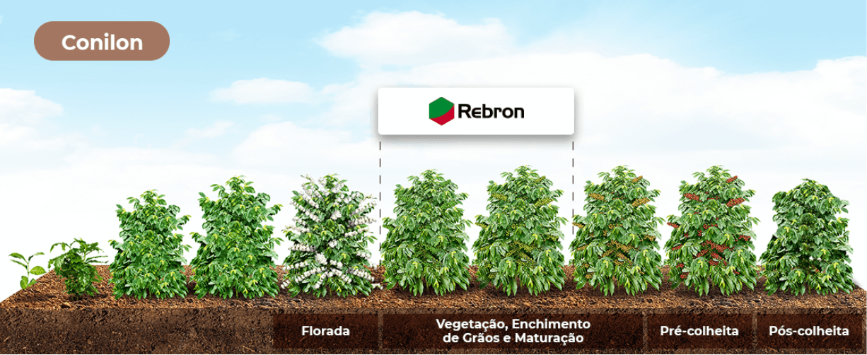Banner Conilon Rebron
