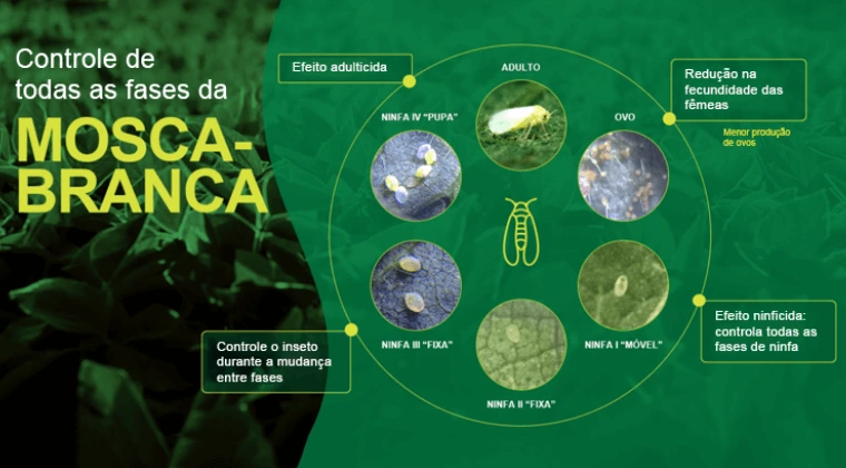 Controle de Fases Mosca-Branca