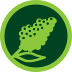 Algodão