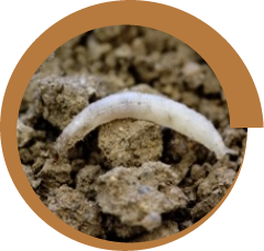 Larva alfinete batata