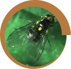 Mosca minadora