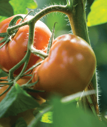 tomate no pé de tomate