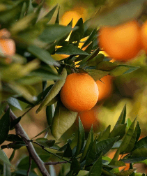 folha com laranja grudada