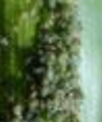 Pulgão-do-milho