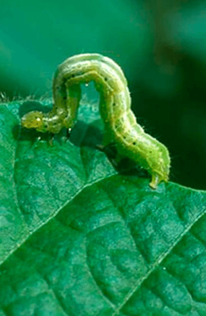 Antracnose