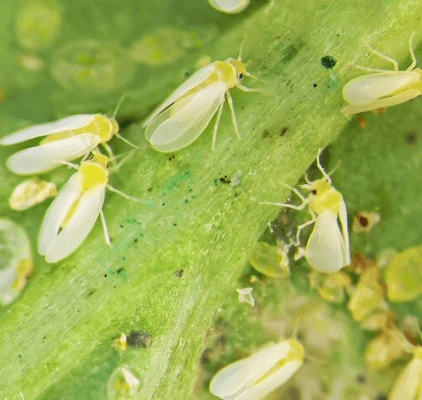 Spodopteras