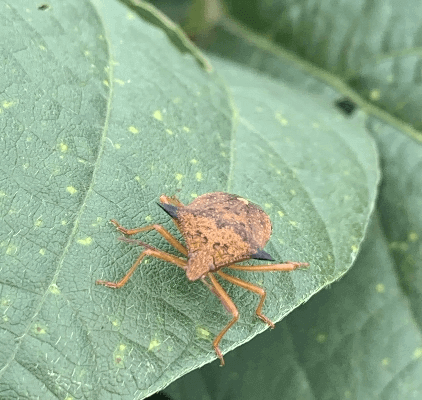 Spodopteras