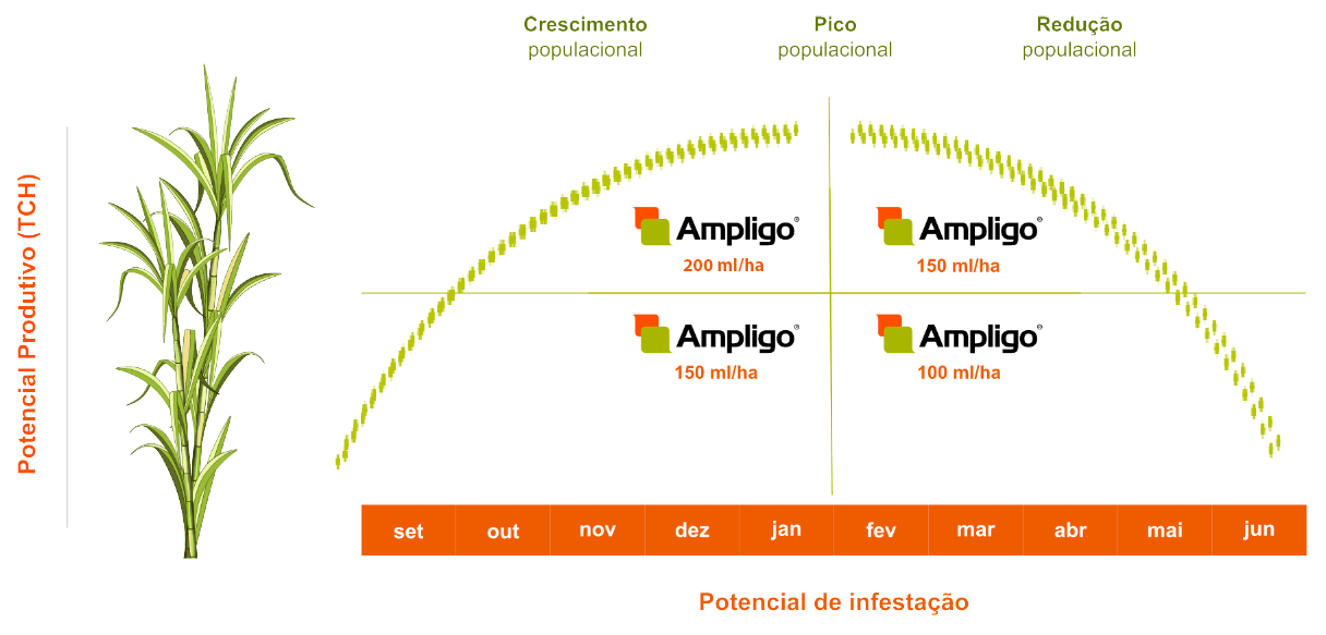  Ampligo: melhor escolha para o controle de pragas em todos os níveis de infestação.