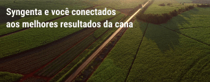 Os melhores resultados da cana