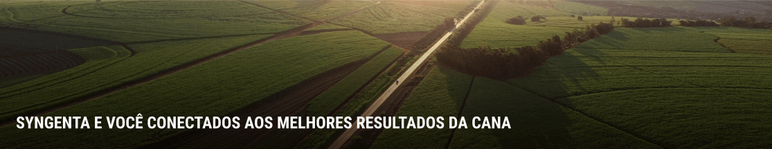 Os melhores resultados da cana