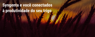 Maior produtividade do trigo