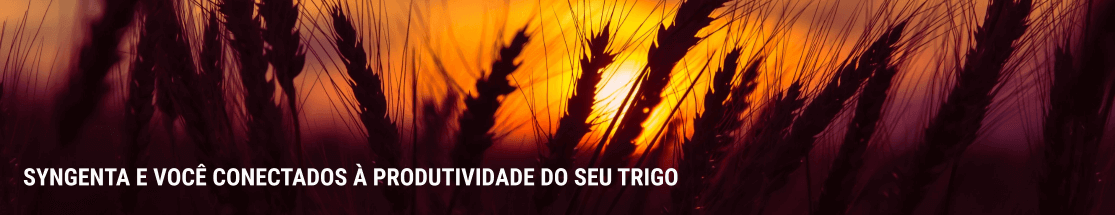 Maior produtividade do trigo