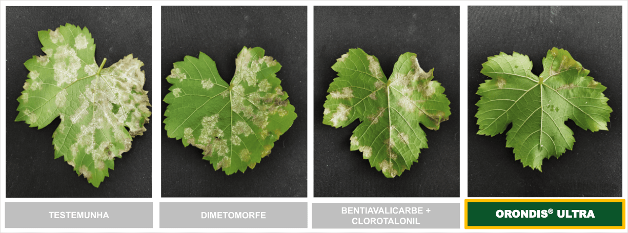 Severidade de Plasmopara viticola