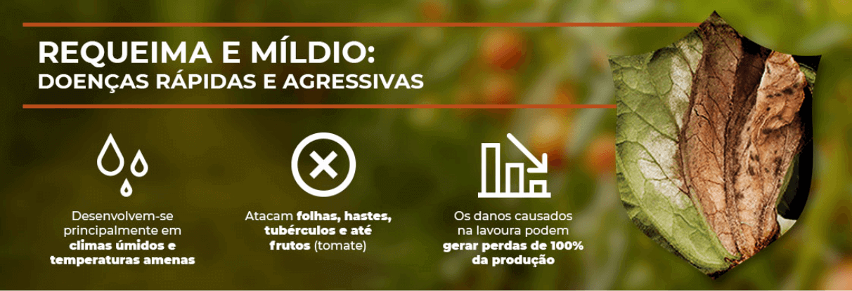 Requeima e míldio: doenças rápidas e agressivas.